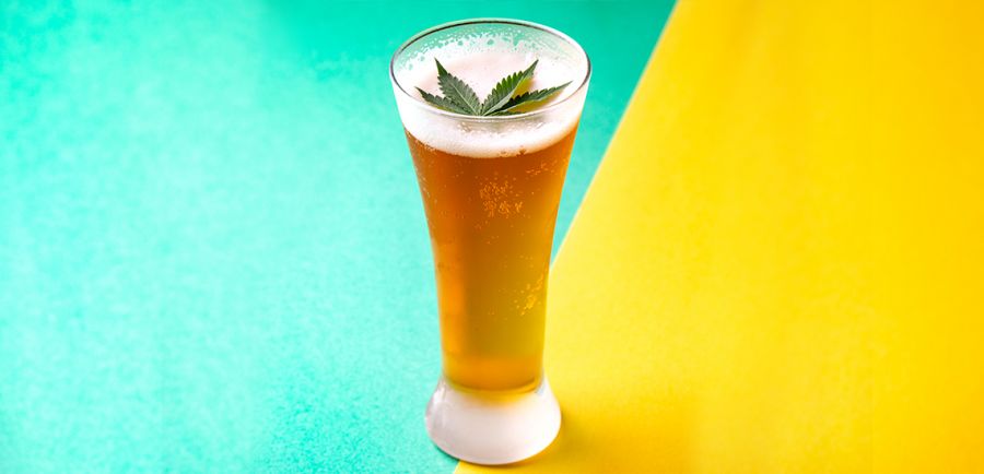 Photo for: Cannabis Infused Beers - the next beach buddy you would want to chill with